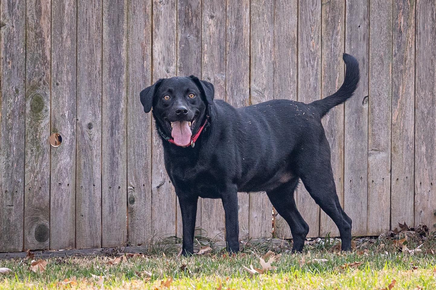 Enlarge EVIE (2), an adopted Labrador Retriever in Broken Arrow, OK image 4/5