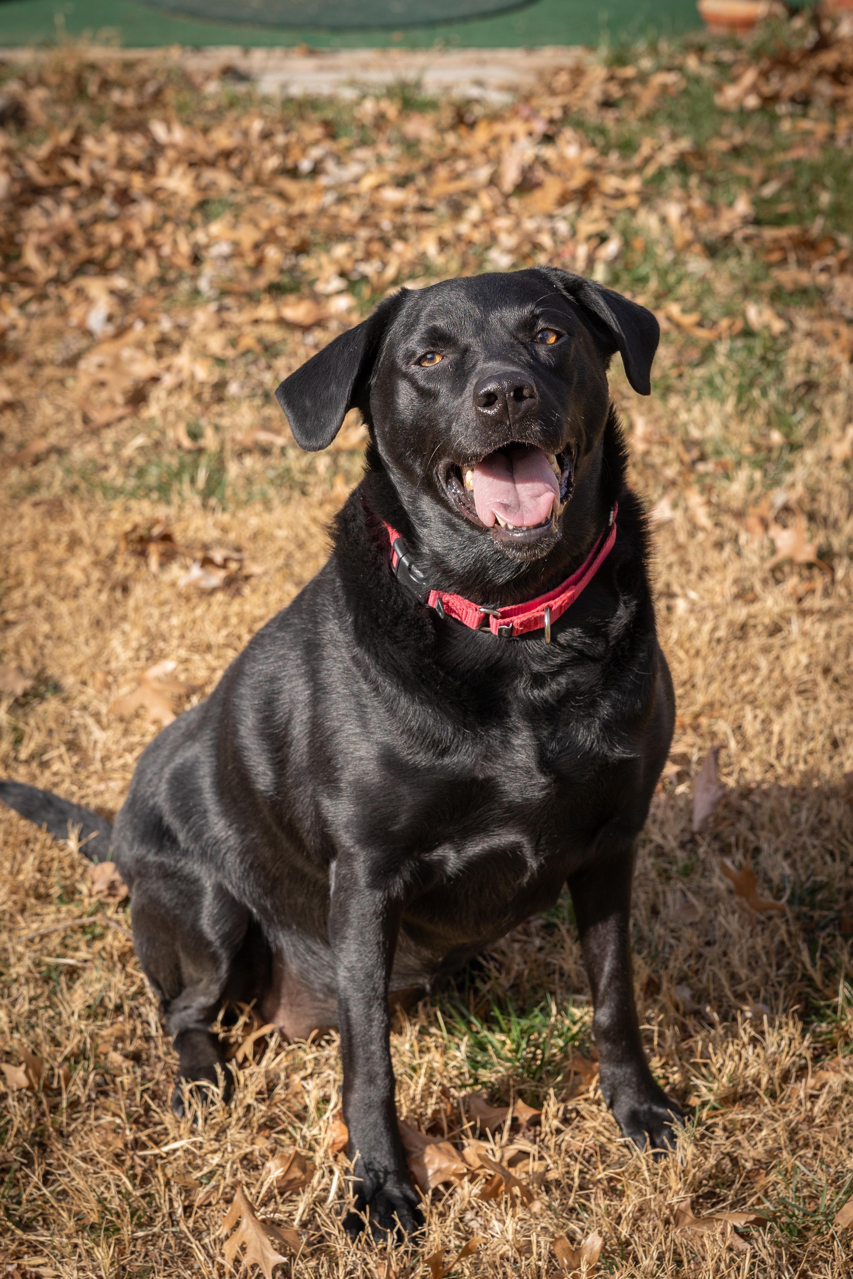 Enlarge EVIE (2), an adopted Labrador Retriever in Broken Arrow, OK image 1/5