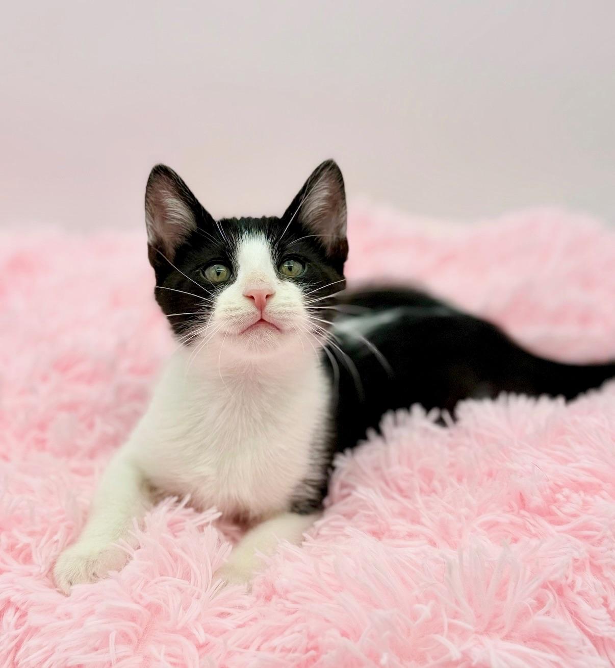Enlarge Drill Bit, a Adoptable Domestic Short Hair in Covington, LA image 5/6