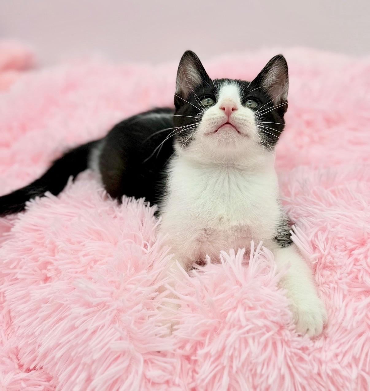 Enlarge Drill Bit, a Adoptable Domestic Short Hair in Covington, LA image 3/6