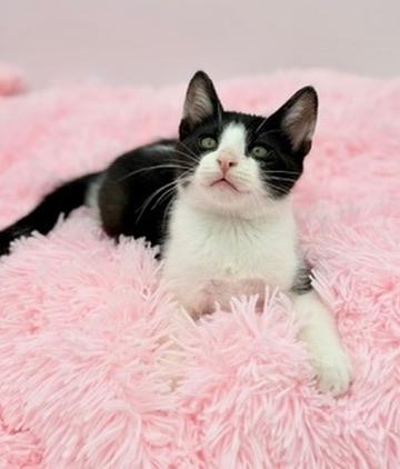 Enlarge Drill Bit, a Adoptable Domestic Short Hair in Covington, LA image 1/6