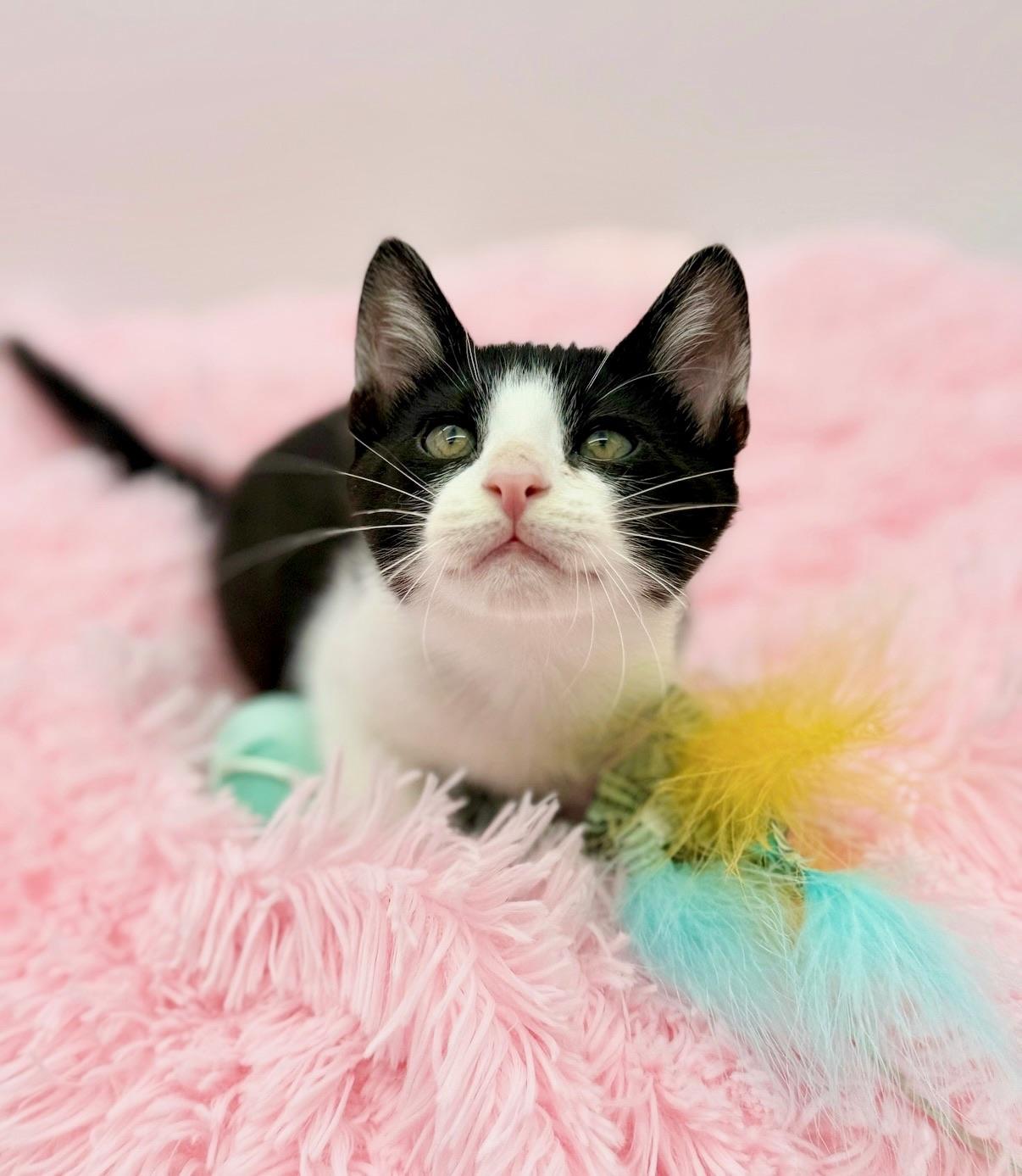 Enlarge Drill Bit, a Adoptable Domestic Short Hair in Covington, LA image 2/6