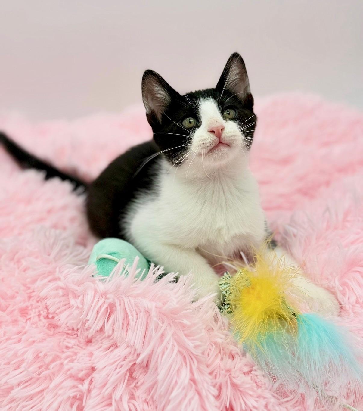 Enlarge Drill Bit, a Adoptable Domestic Short Hair in Covington, LA image 6/6