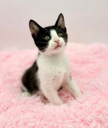 Enlarge Drill Bit, a Adoptable Domestic Short Hair in Covington, LA image 4/6