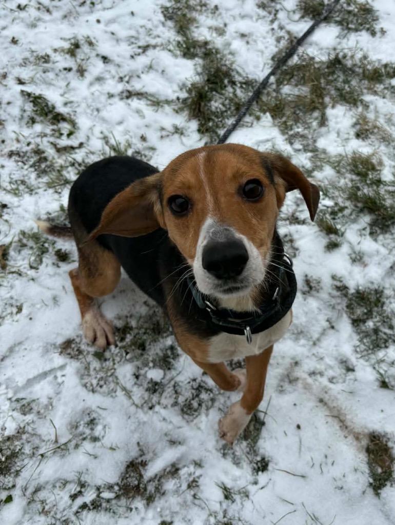 Enlarge Clank (Blue Male), a Adoptable Beagle in Waverly, NY image 1/2