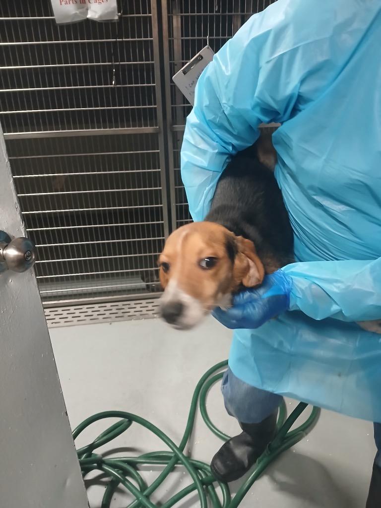 Enlarge Clank (Blue Male), a Adoptable Beagle in Waverly, NY image 2/2