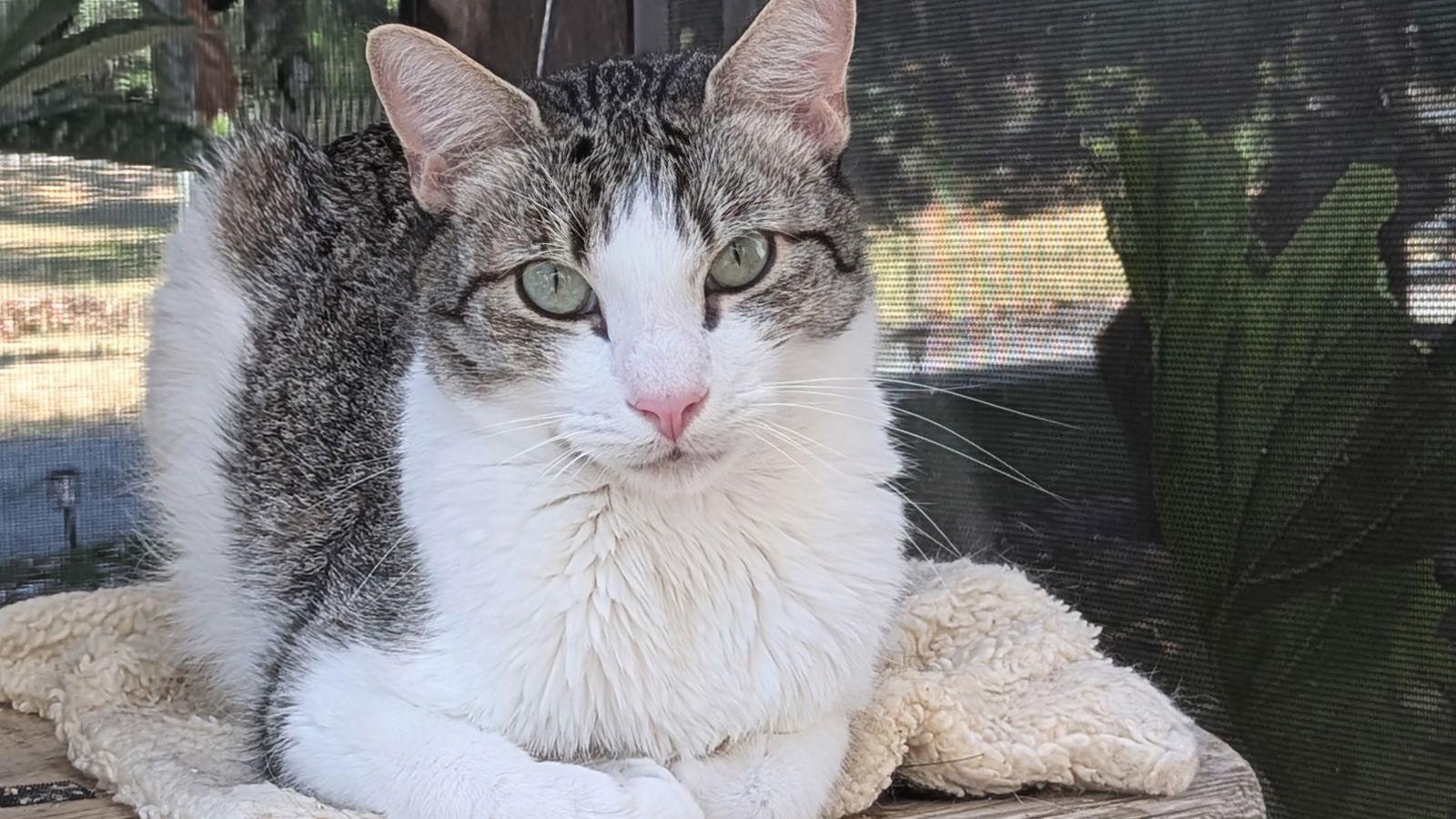 Enlarge Sage, a Adoptable Domestic Short Hair in Santa Rosa, CA image 1/3