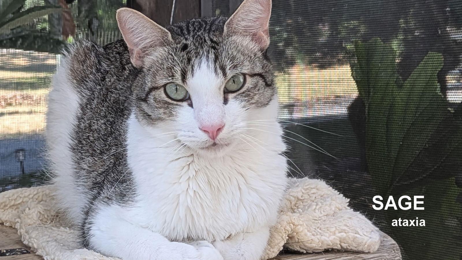 Sage, Adoptable, Young Male Domestic Short Hair.