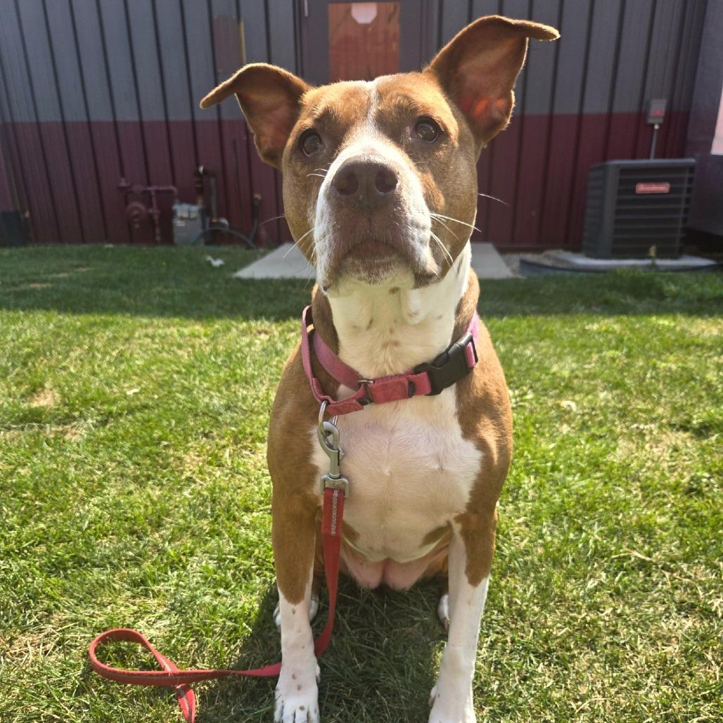 Neena, Adoptable, Senior Female Pit Bull Terrier.