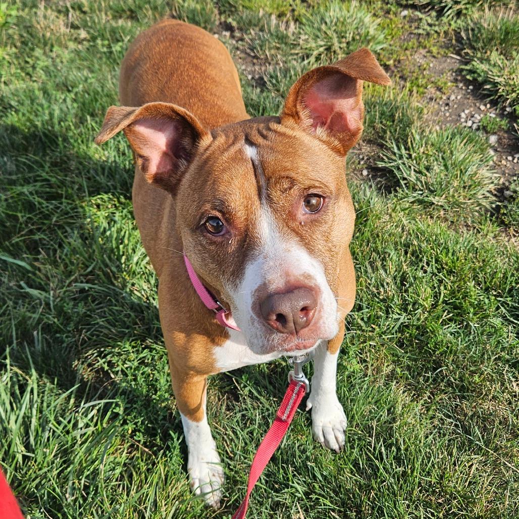 Enlarge Neena, a Adoptable Pit Bull Terrier in Champaign, IL image 2/5