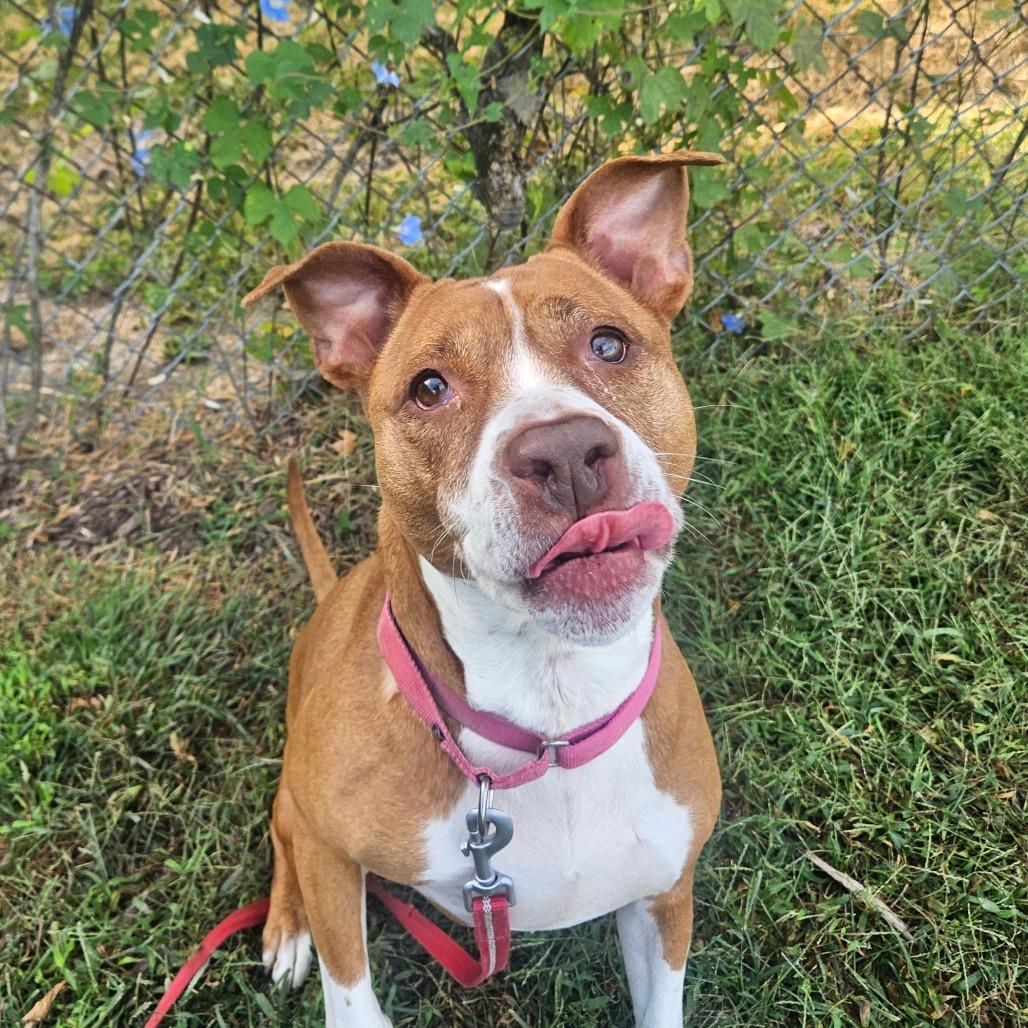 Enlarge Neena, a Adoptable Pit Bull Terrier in Champaign, IL image 3/6