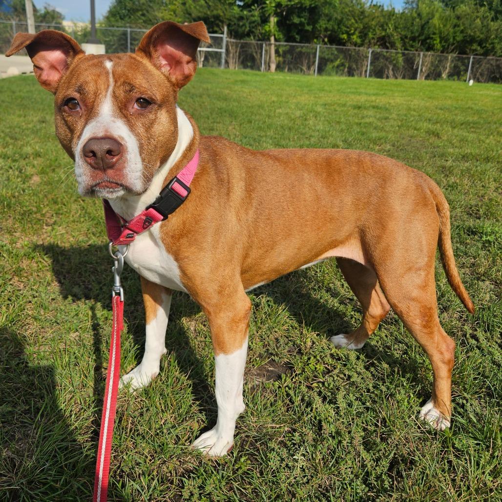 Enlarge Neena, a Adoptable Pit Bull Terrier in Champaign, IL image 3/5