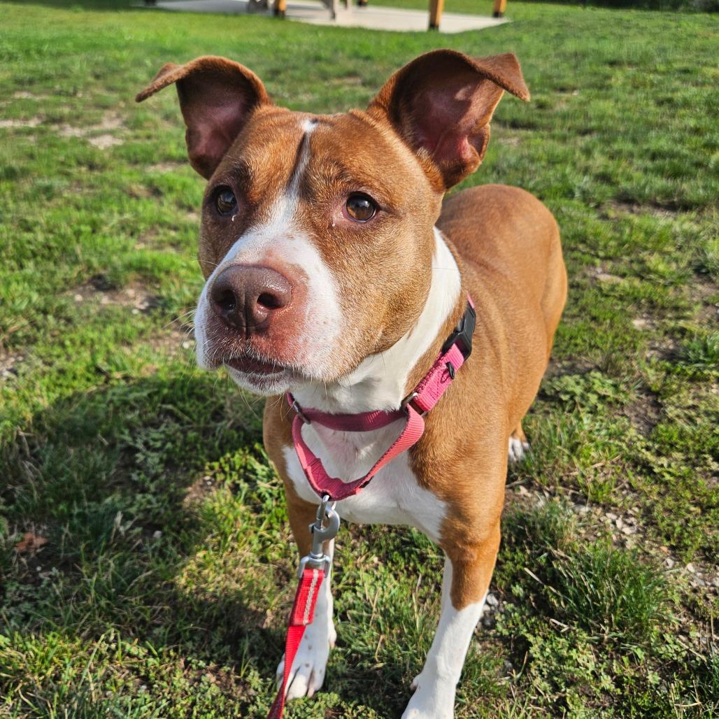 Enlarge Neena, a Adoptable Pit Bull Terrier in Champaign, IL image 4/5