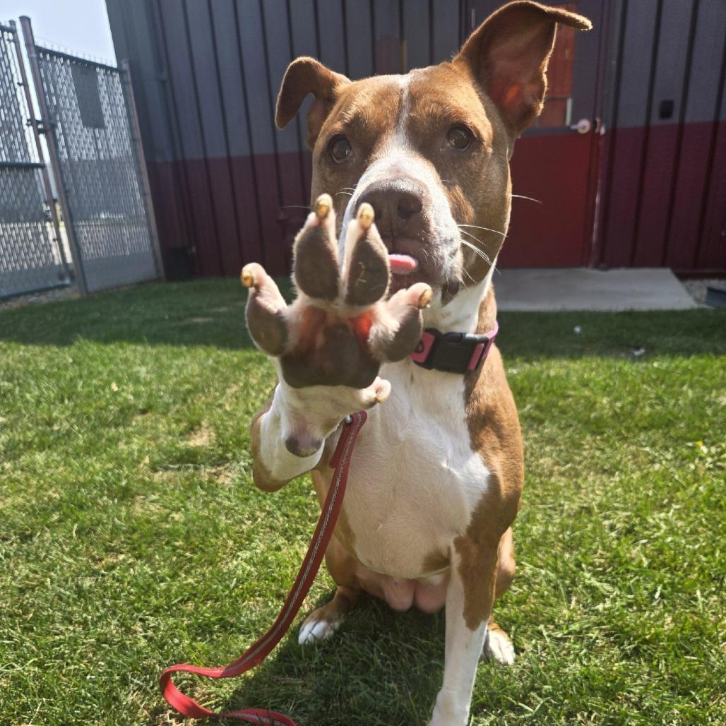 Enlarge Neena, a Adoptable Pit Bull Terrier in Champaign, IL image 5/5