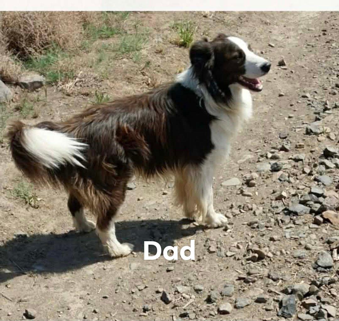 Enlarge Topaz , an adopted mixed breed in Bend, OR image 2/3