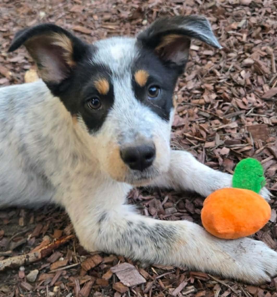 Topaz , adopted, Puppy Male Australian Cattle Dog / Blue Heeler & Border Collie.