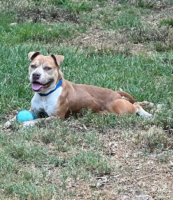 Enlarge Barney, a Adopted mixed breed in Palm City, FL image 1/1