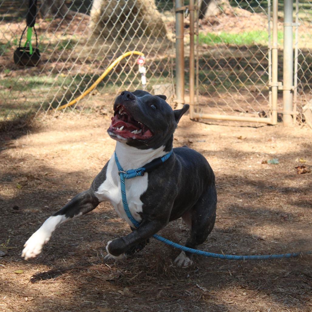 Squeaky, Adoptable, Adult Male Pit Bull Terrier & Mixed Breed.