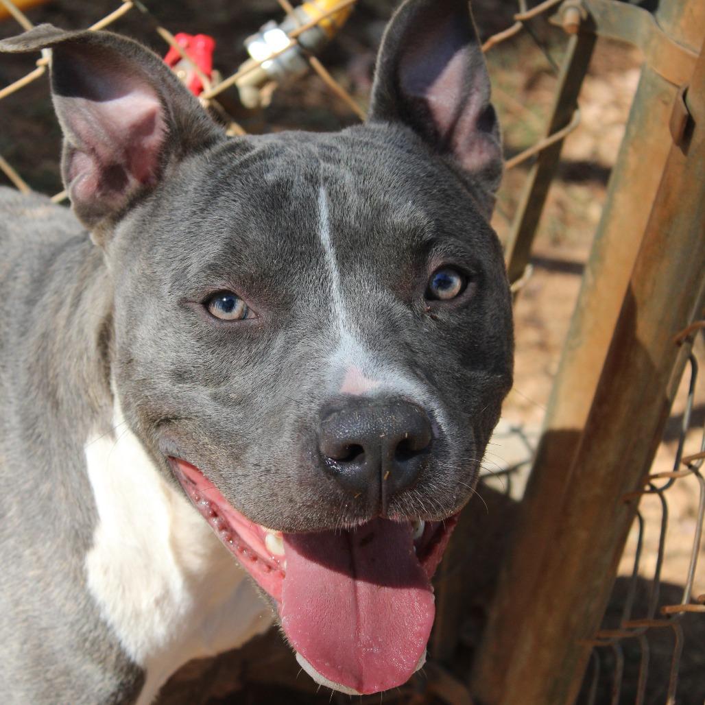 Enlarge Squeaky, a Adoptable mixed breed in Valley, AL image 2/6