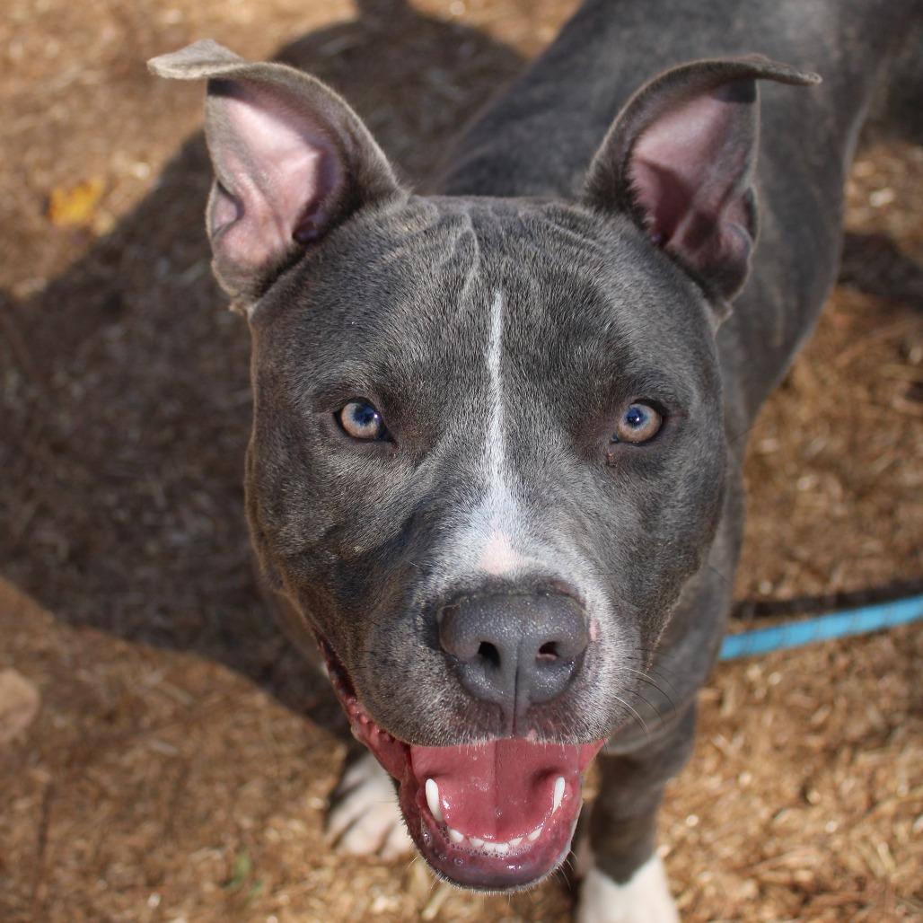 Enlarge Squeaky, a Adoptable mixed breed in Valley, AL image 3/6