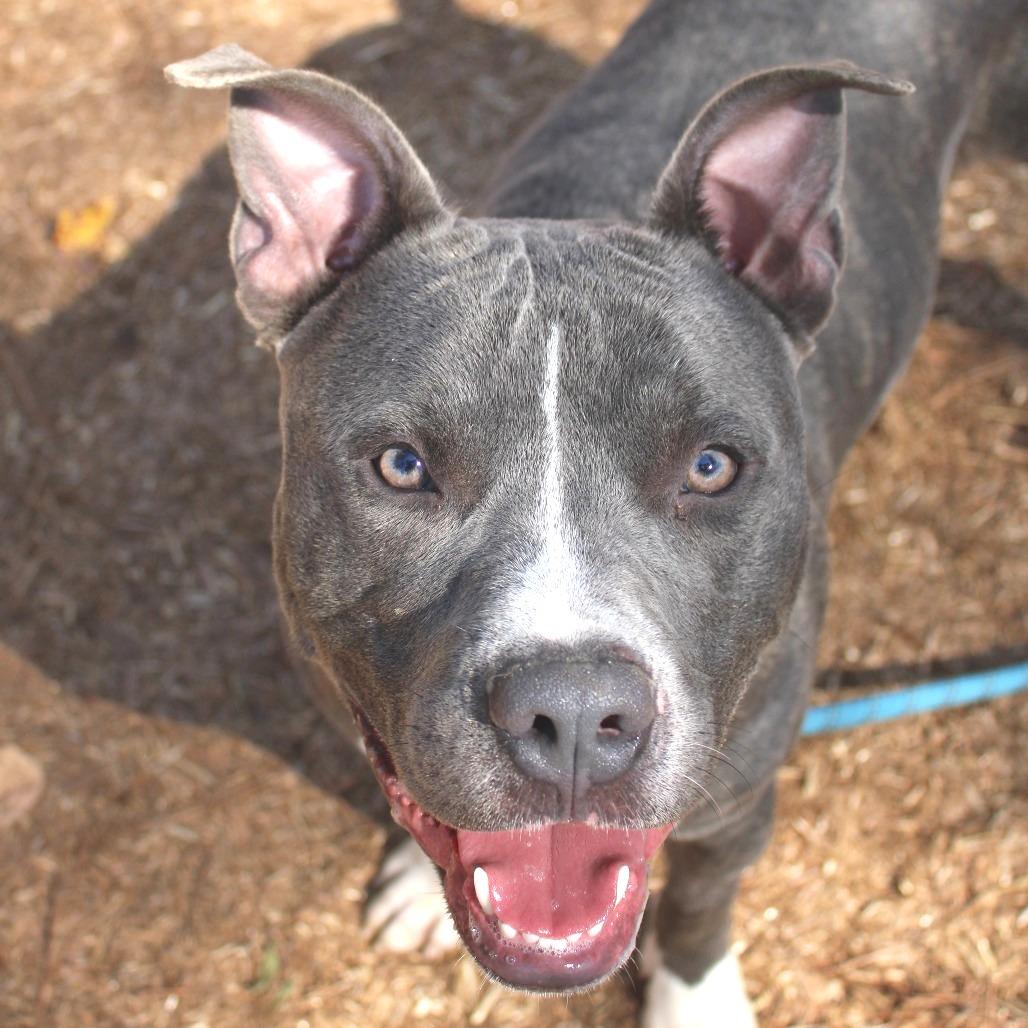 Squeaky, a Adoptable mixed breed in Valley, AL image 4/6