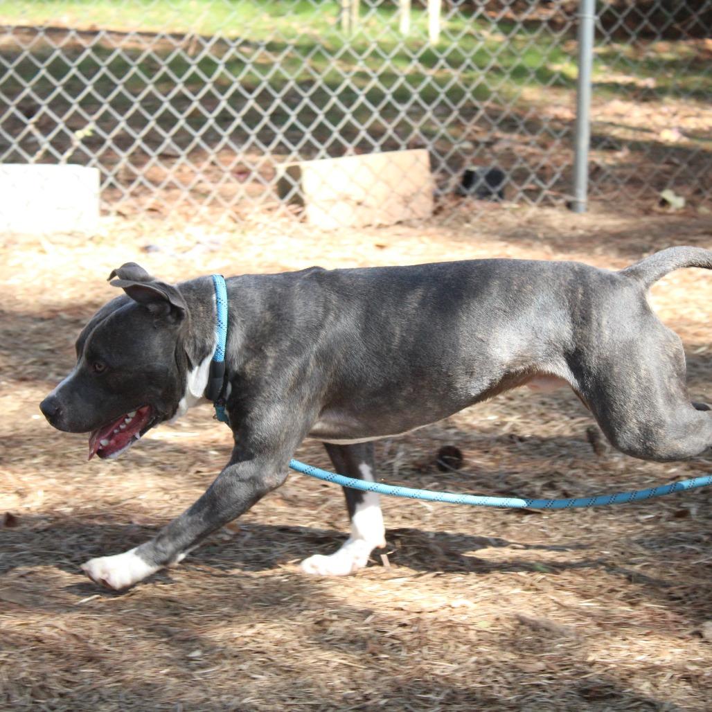 Enlarge Squeaky, a Adoptable mixed breed in Valley, AL image 5/6