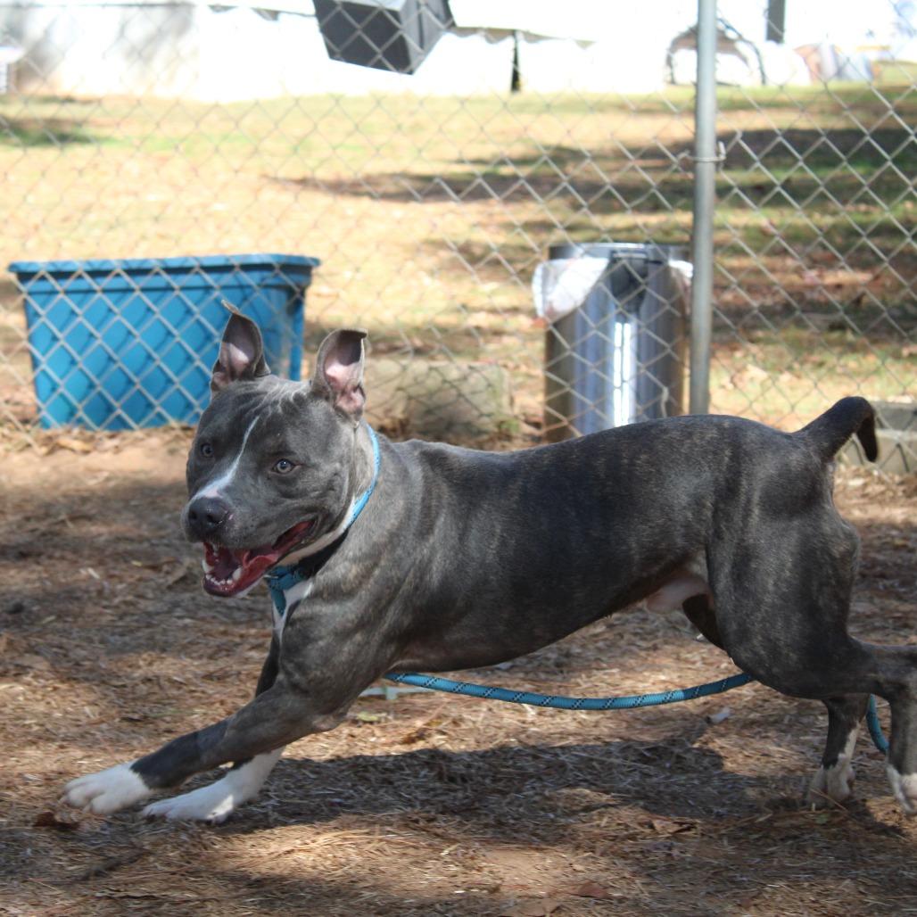 Enlarge Squeaky, a Adoptable mixed breed in Valley, AL image 6/6