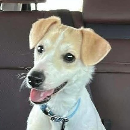 Enlarge Sparky, an adopted mixed breed in Elkton, MD image 1/6