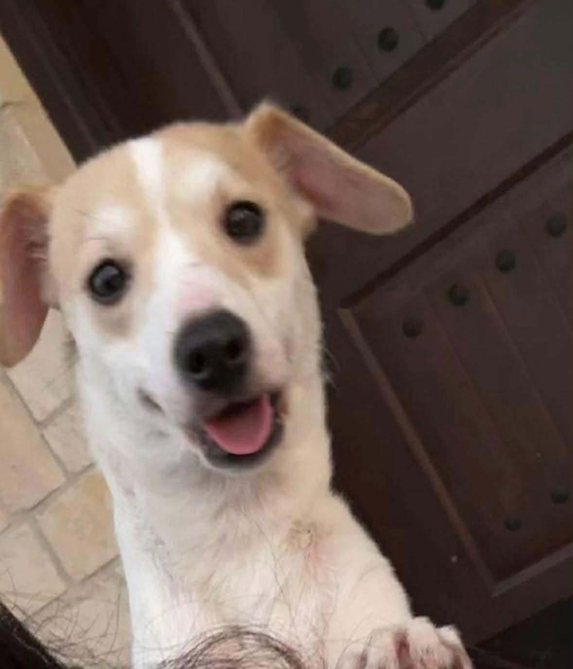 Enlarge Sparky, an adopted mixed breed in Elkton, MD image 4/6