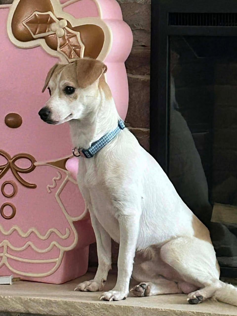Enlarge Sparky, an adopted mixed breed in Elkton, MD image 2/6