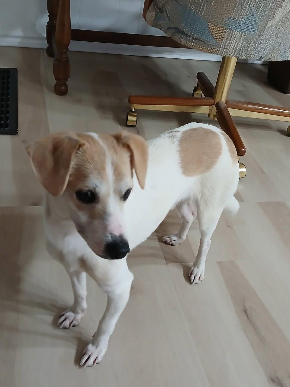 Enlarge Sparky, an adopted mixed breed in Elkton, MD image 3/6