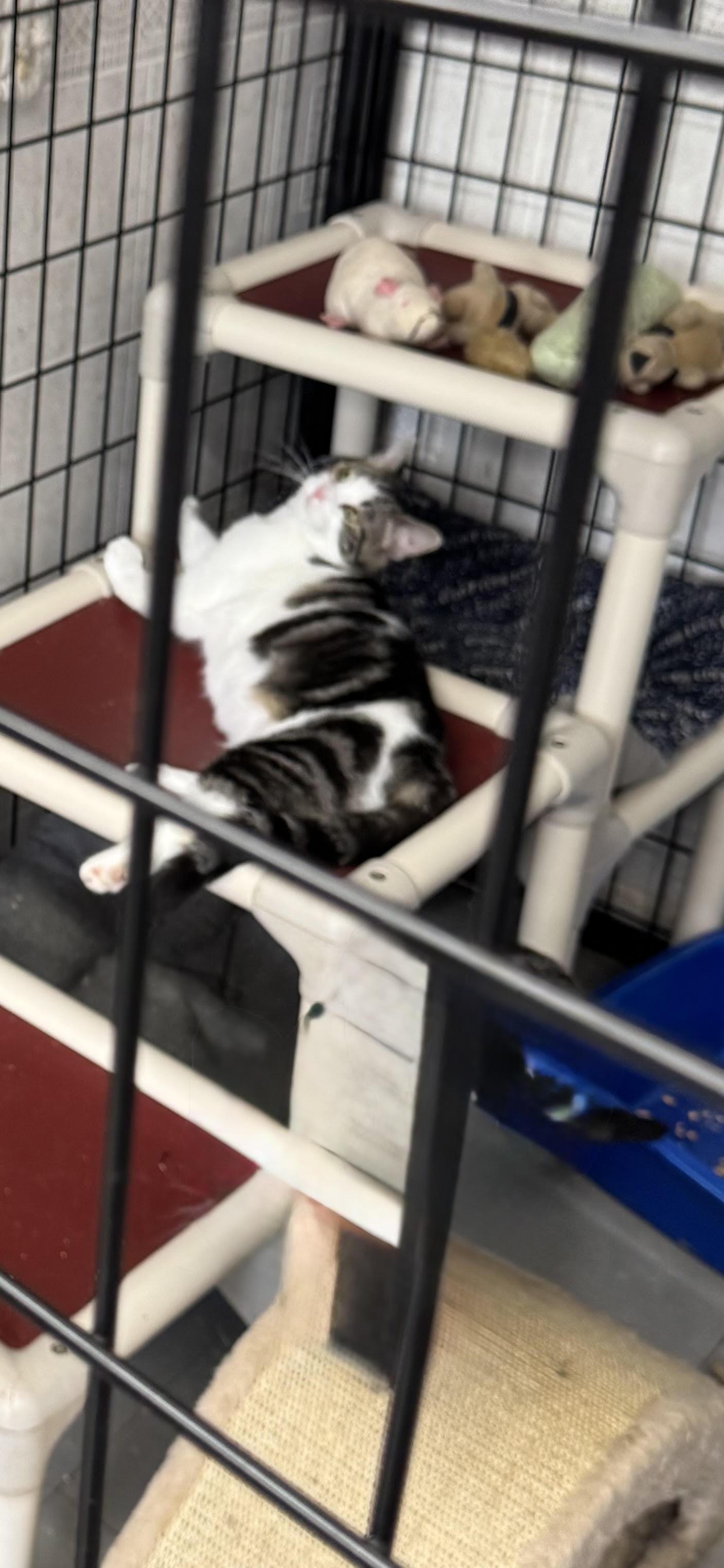 Dorothy Sue, Adopted, Young Female Domestic Short Hair.