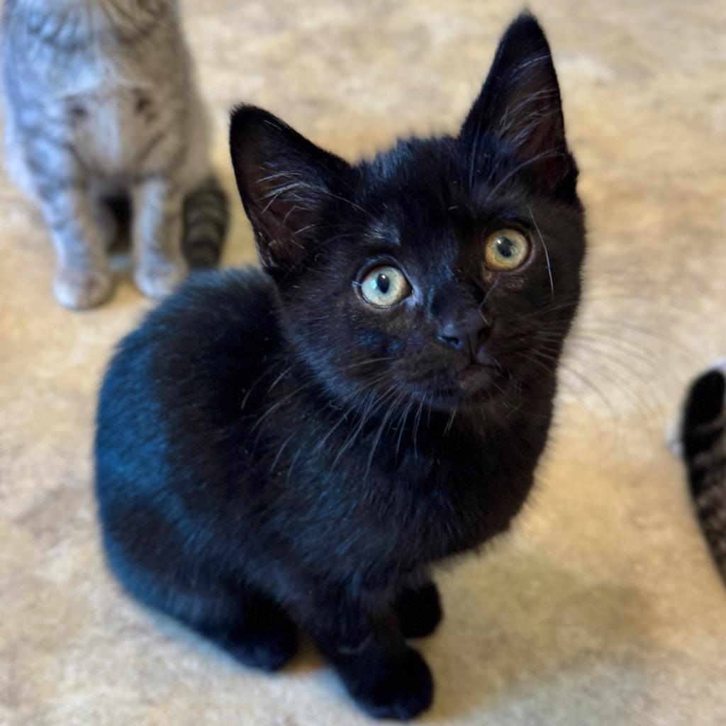Sap, Adopted, Kitten Male Domestic Short Hair.