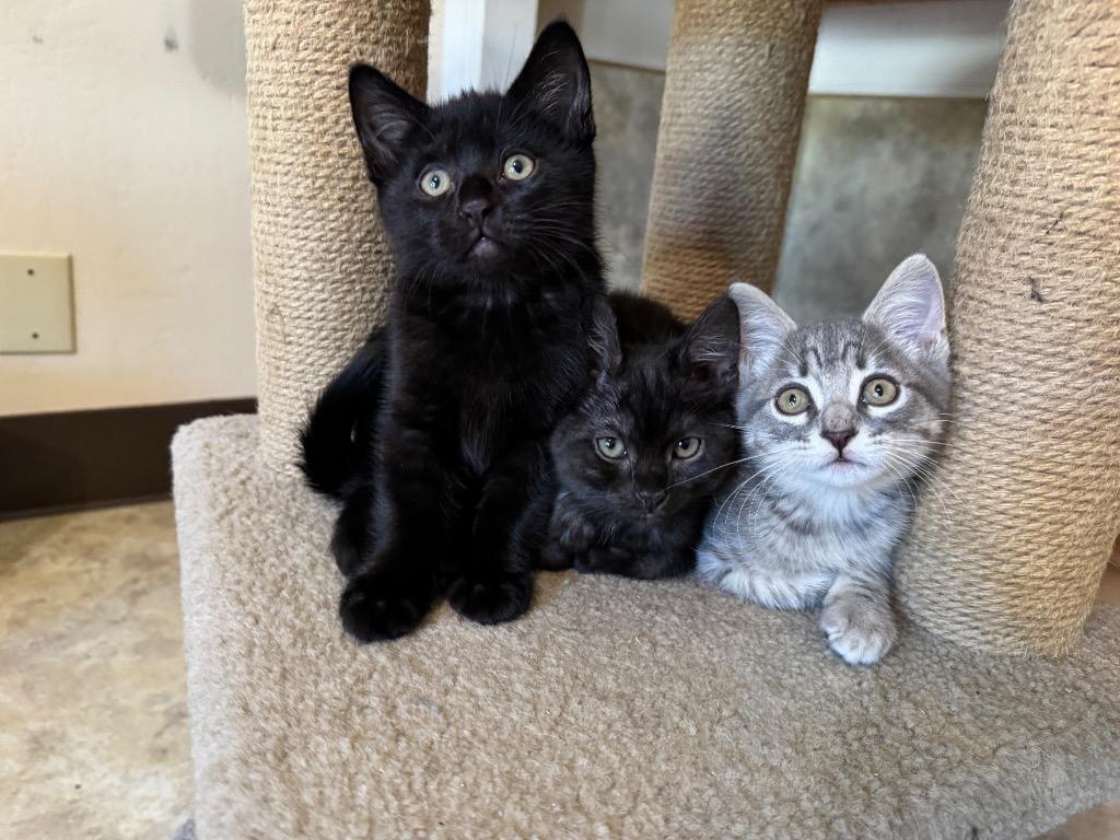 Sap, a Adopted mixed breed in Cambria, CA image 2/3