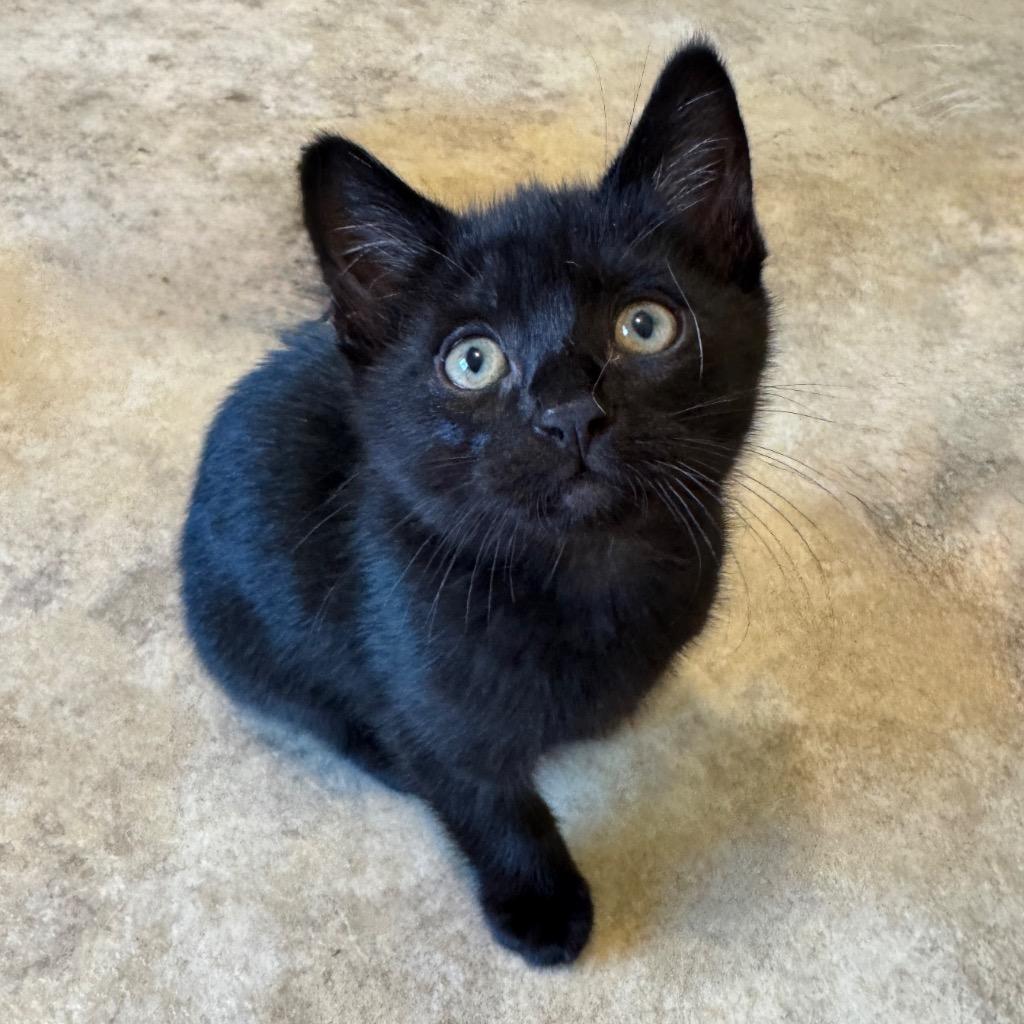 Sap, a Adopted mixed breed in Cambria, CA image 3/3