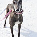 Enlarge WW HOLDIN FAST, a Adopted Greyhound in grandville, MI image 1/1