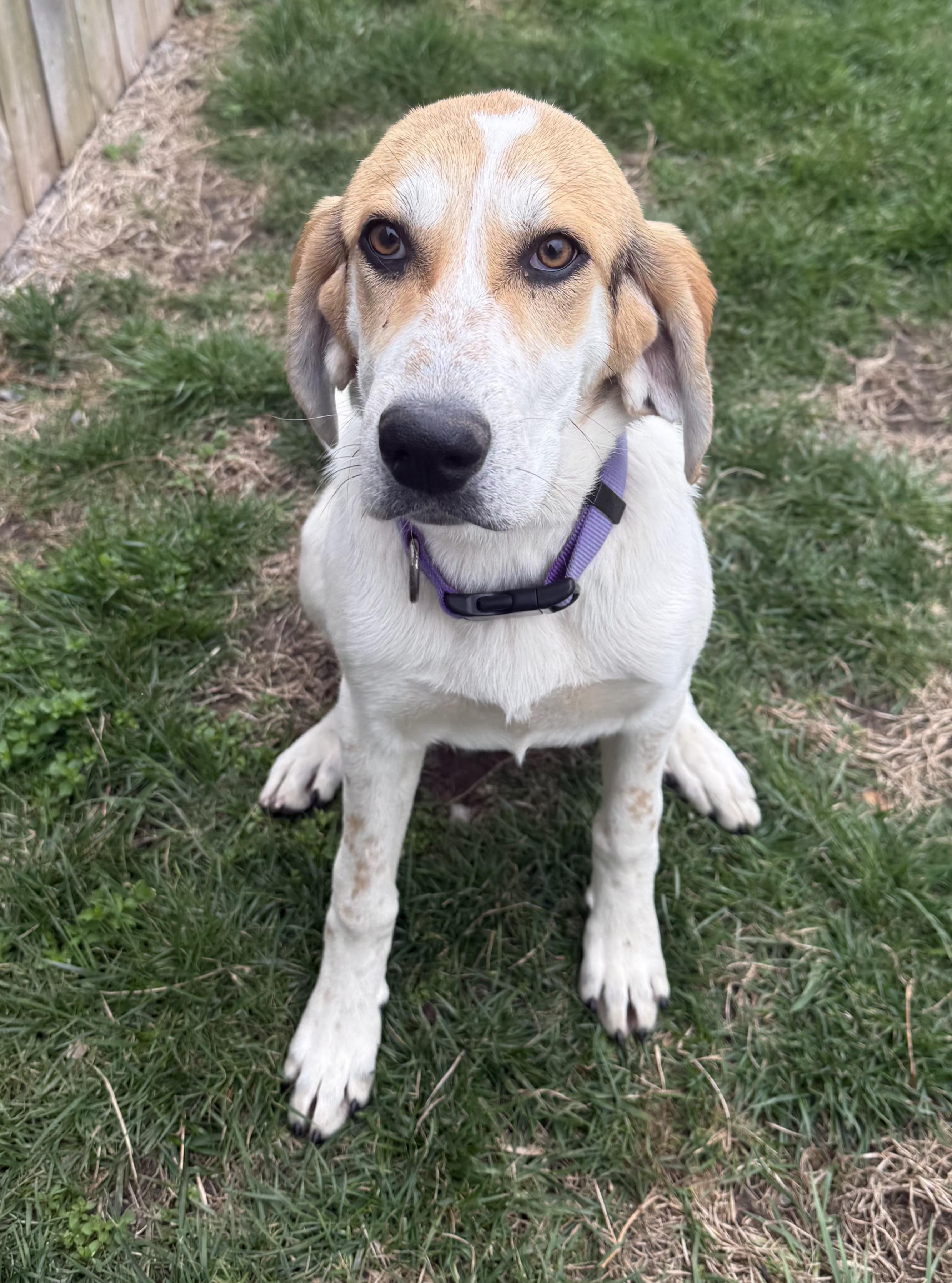 Evie, a ADOPTABLE Hound in Lexington, KY image 3/5