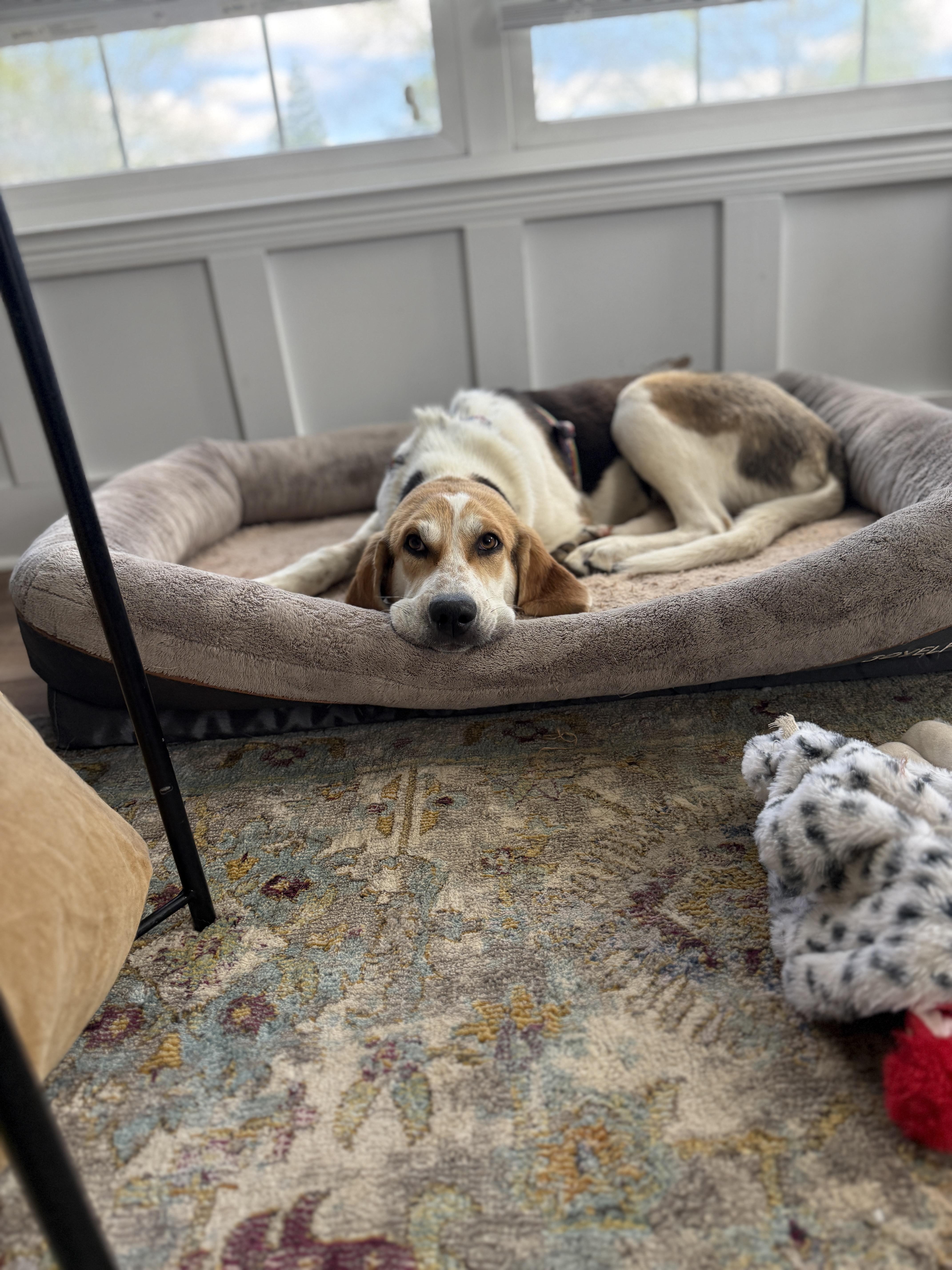 Evie, a ADOPTABLE Hound in Lexington, KY image 4/5