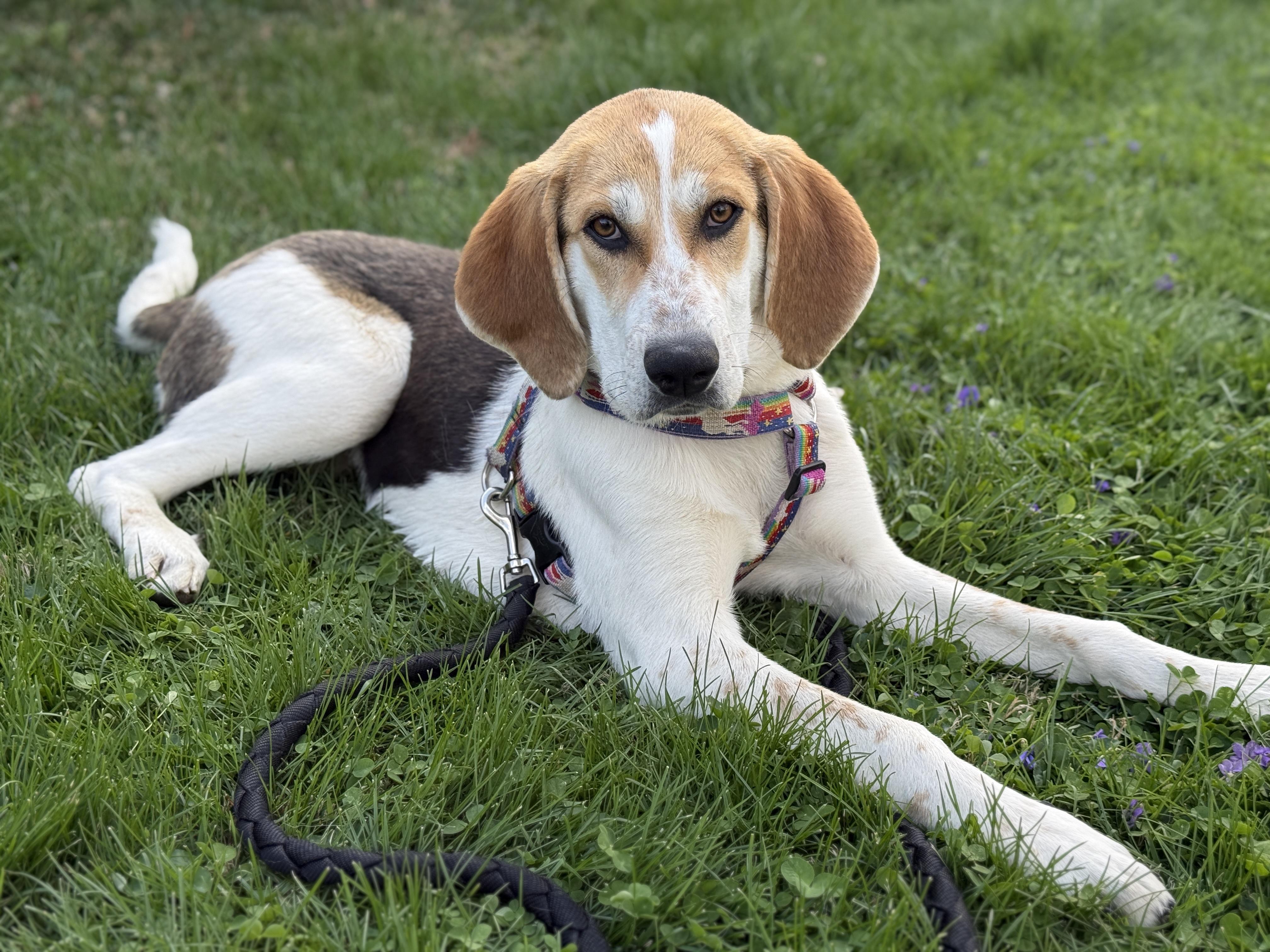 Evie, a ADOPTABLE Hound in Lexington, KY image 1/5