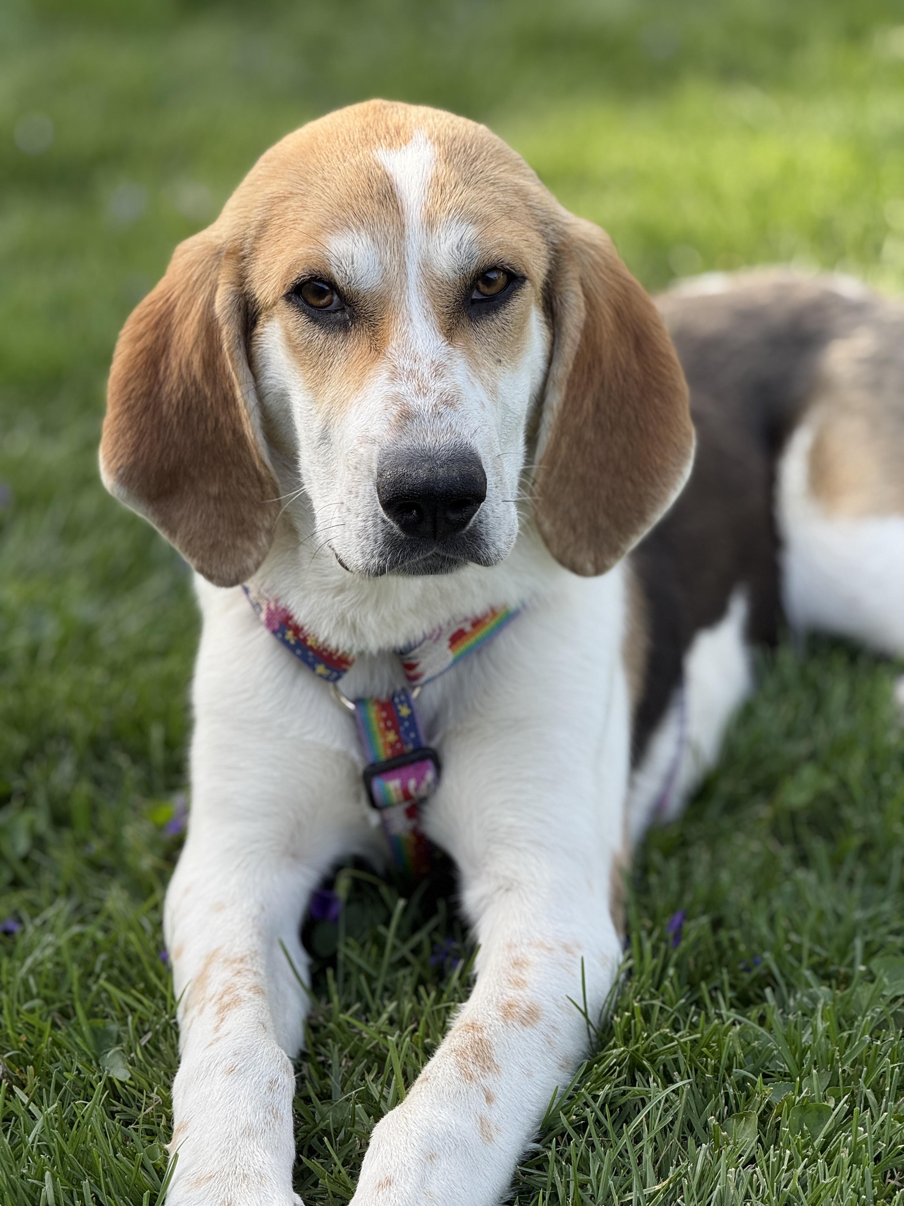 Evie, a ADOPTABLE Hound in Lexington, KY image 5/5