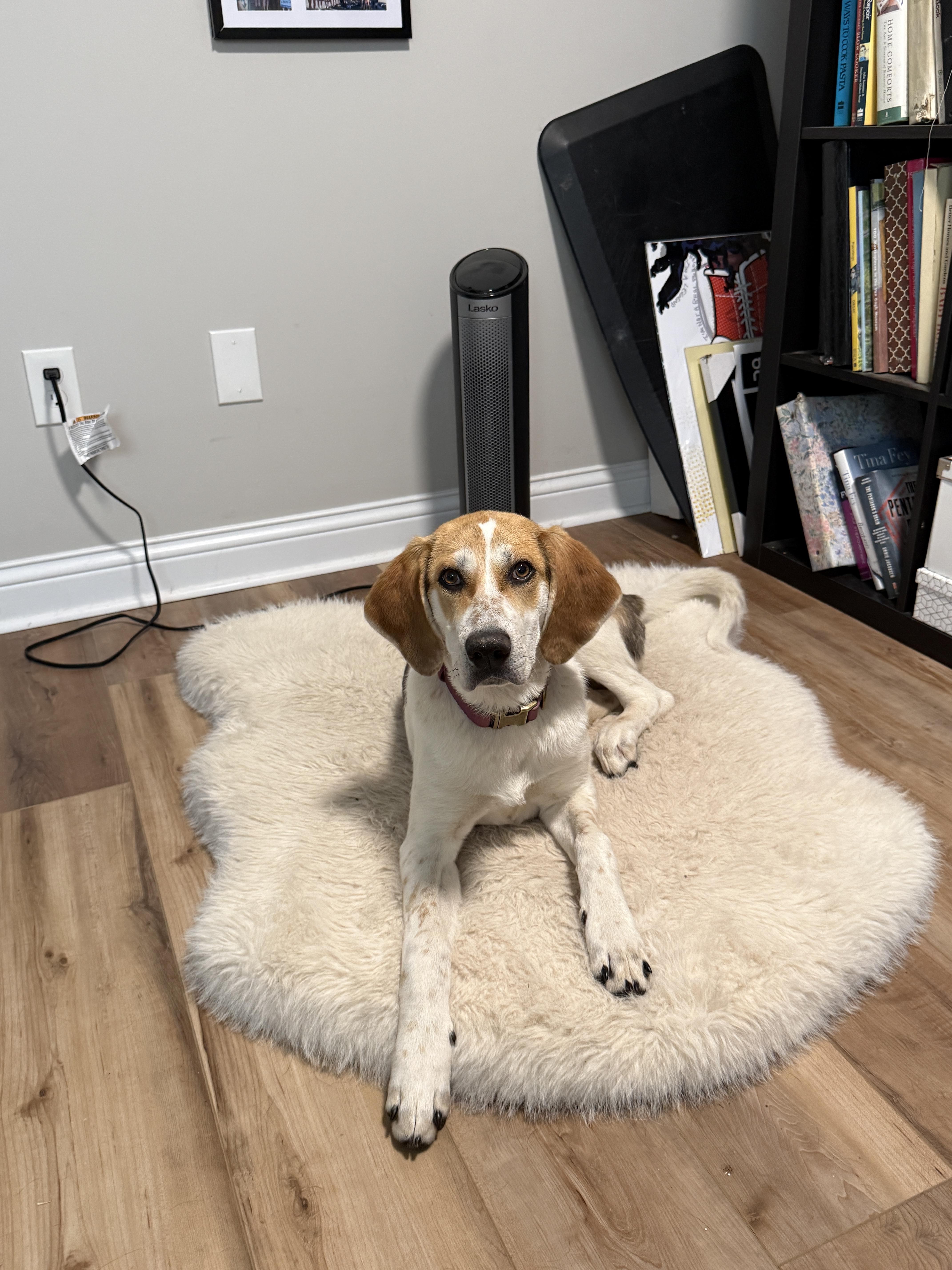 Evie, a ADOPTABLE Hound in Lexington, KY image 2/5