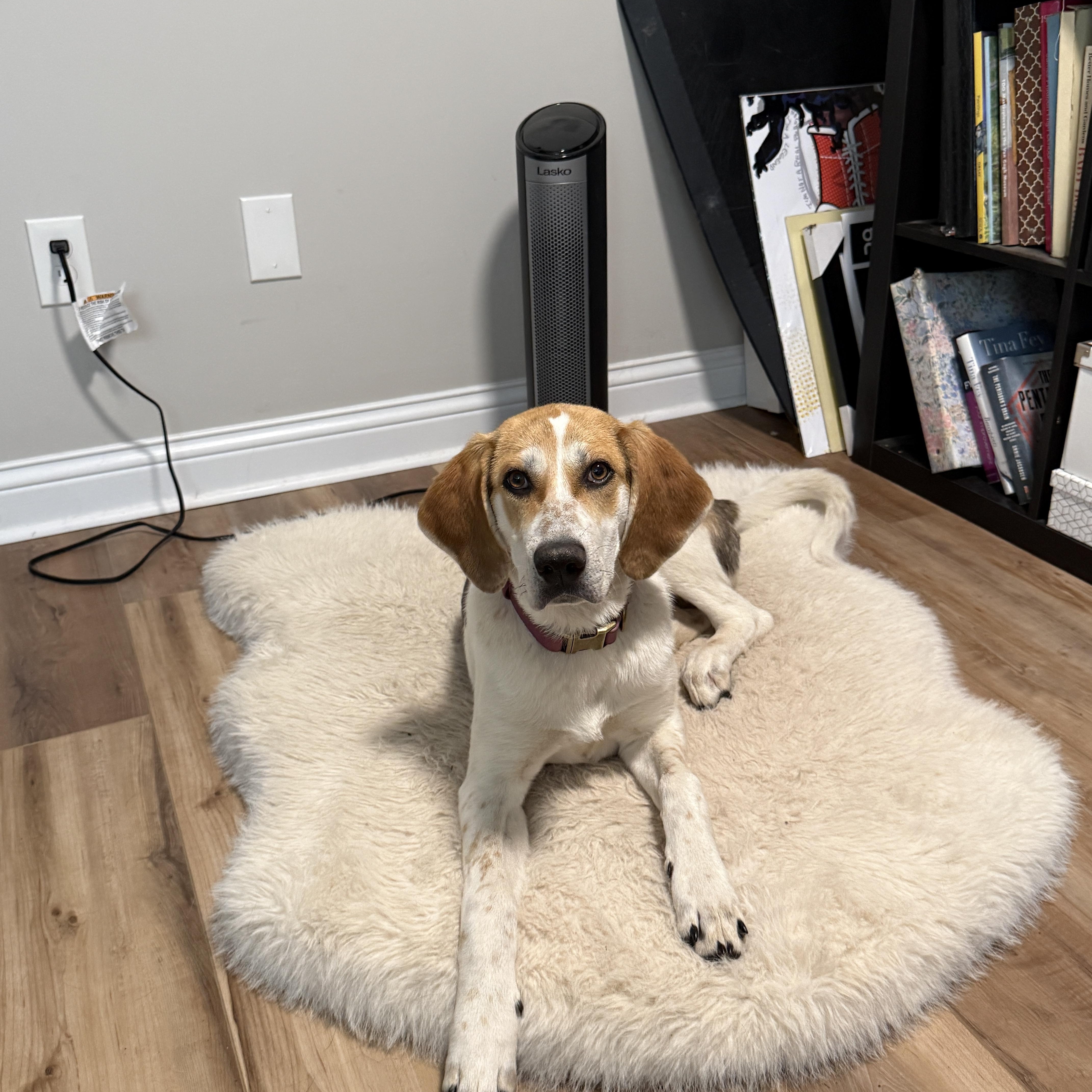 Enlarge Elvie, a ADOPTABLE Hound in Lexington, KY image 2/5