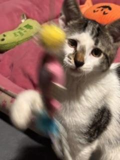 Enlarge F. Scott, a Adoptable Domestic Short Hair in New Woodstock, NY image 1/1