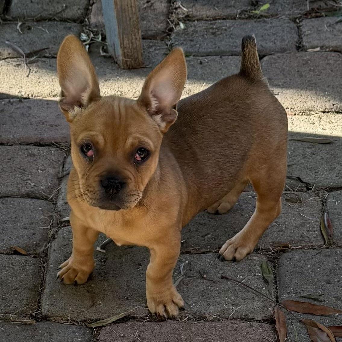 Enlarge Sir Duke (Courtesy Post), a Adoptable French Bulldog in Davis, CA image 2/3