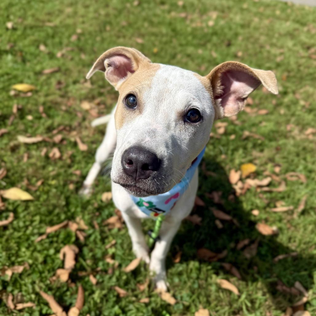 Jelly, Adoptable, Young Female Cattle Dog & Terrier.