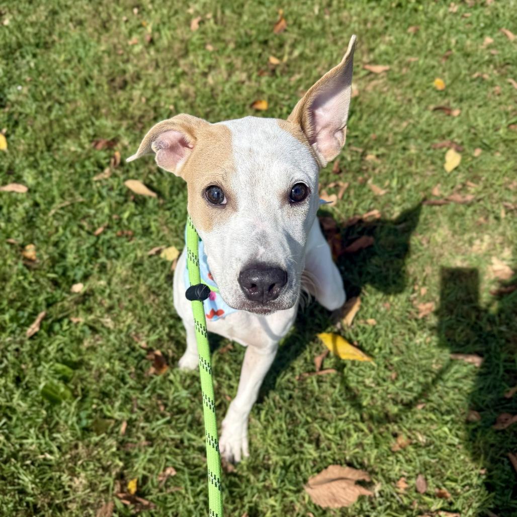 Enlarge Jelly, a Adoptable mixed breed in Louisville, KY image 2/2
