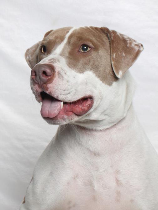 Enlarge PICKLES, a Adoptable Pit Bull Terrier in Burbank, CA image 2/3