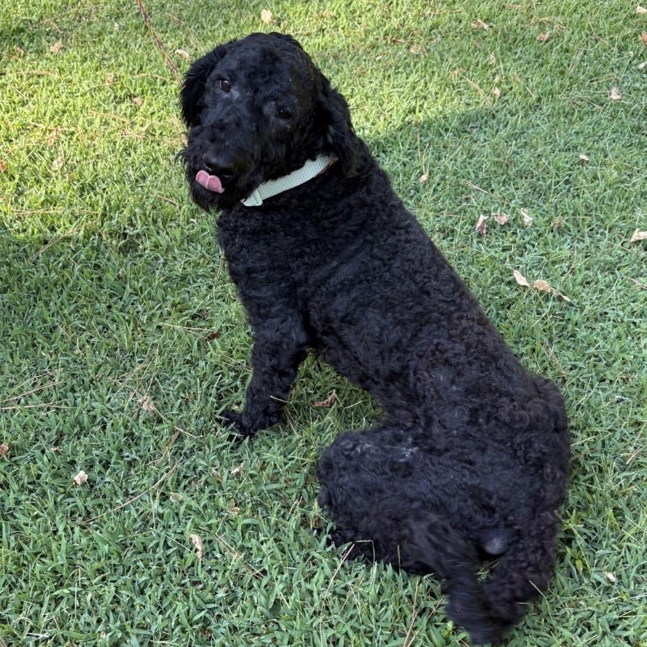 Enlarge Jo Jo, a Adopted Poodle in Heber Springs, AR image 4/4