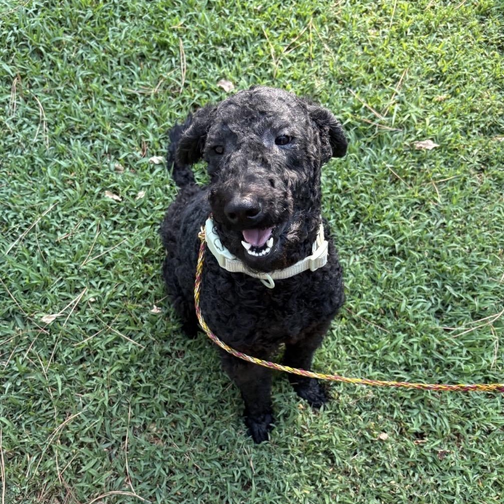 Enlarge Jo Jo, a Adopted Poodle in Heber Springs, AR image 2/4