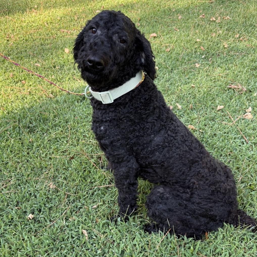 Enlarge Jo Jo, a Adopted Poodle in Heber Springs, AR image 3/4